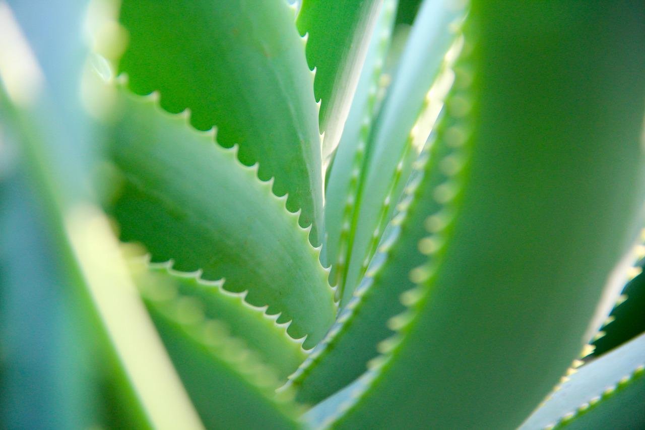 Beneficios Del Aloe Vera Guía Completa Con Usos Sorprendentes Despabilate Mundo 7885