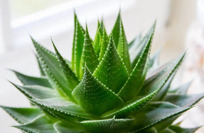 ALOE VERA, SECRETOS y Beneficios para la SALUD | NOTICIAS, CURIOSIDADES, DESPABILATE HOY MUNDO