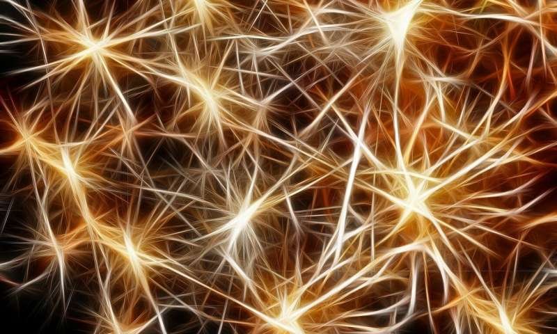Nuevos métodos podrían ayudar a los investigadores a observar el cálculo de las neuronas