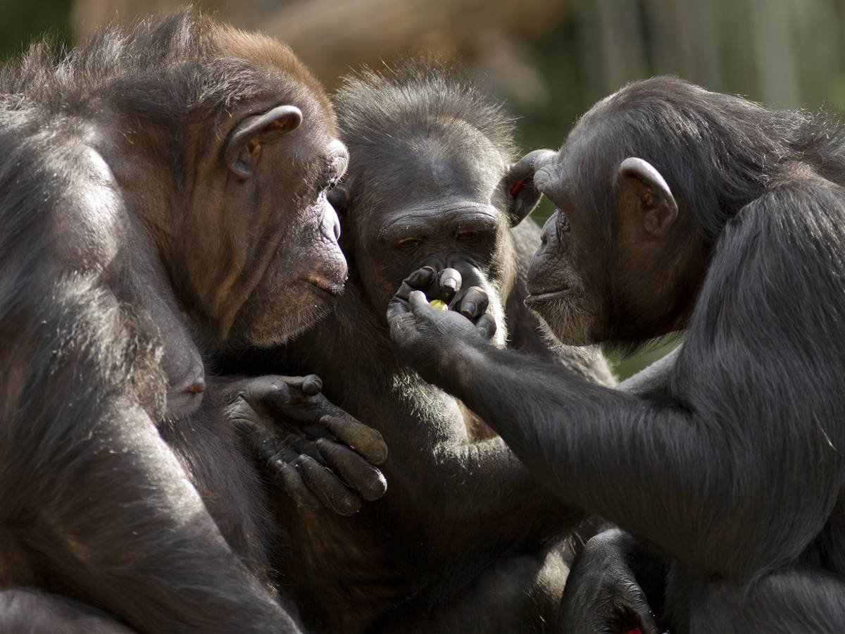 Los monos cambian de 'acento' cuando están bajo presión social y ambiental