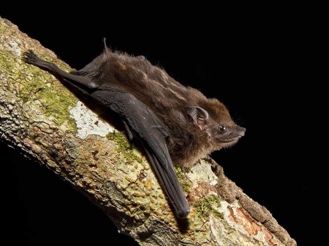 A los murciélagos les encanta balbucear, como los humanos