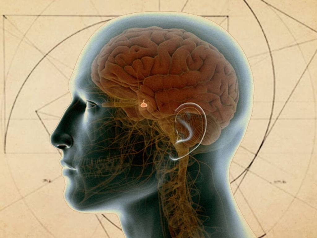 La Glandula Pineal herramienta fisica de las facultades del alma