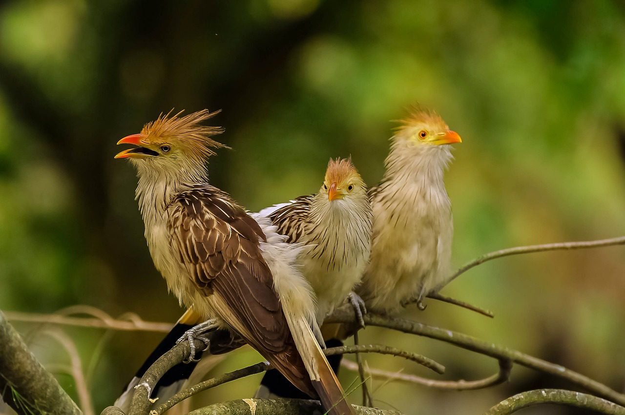 El Significado Espiritual de Soñar con Pájaros