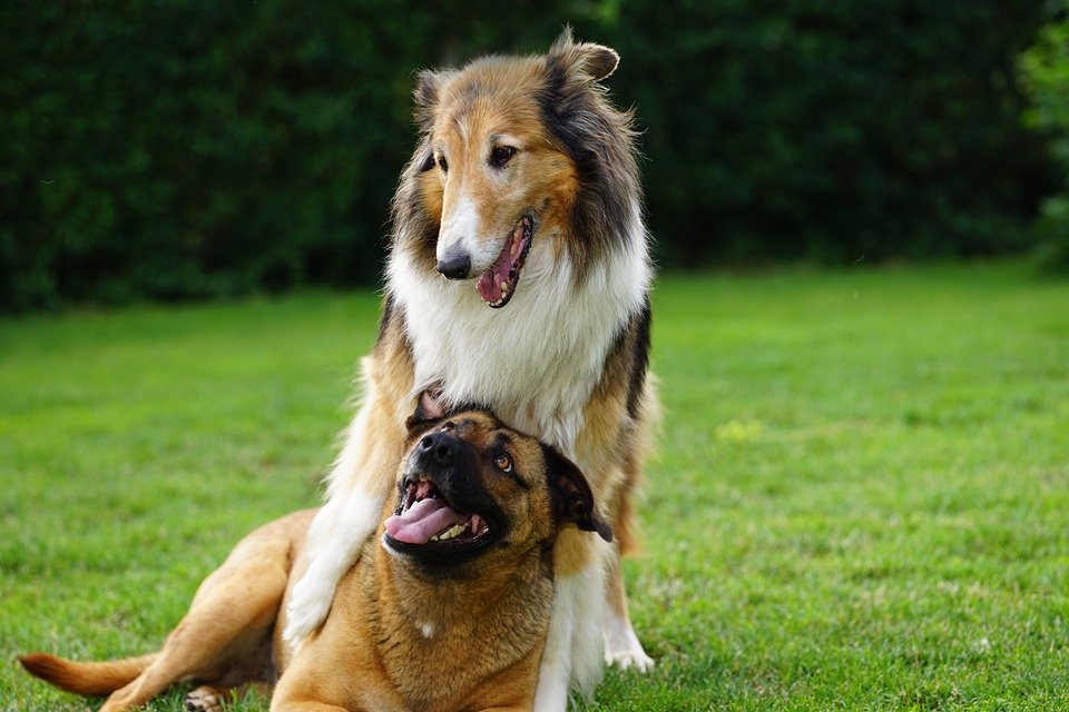 El Poder del Sistema Inmunológico Infantil: Cómo los Microorganismos de los Perros lo Fortalecen