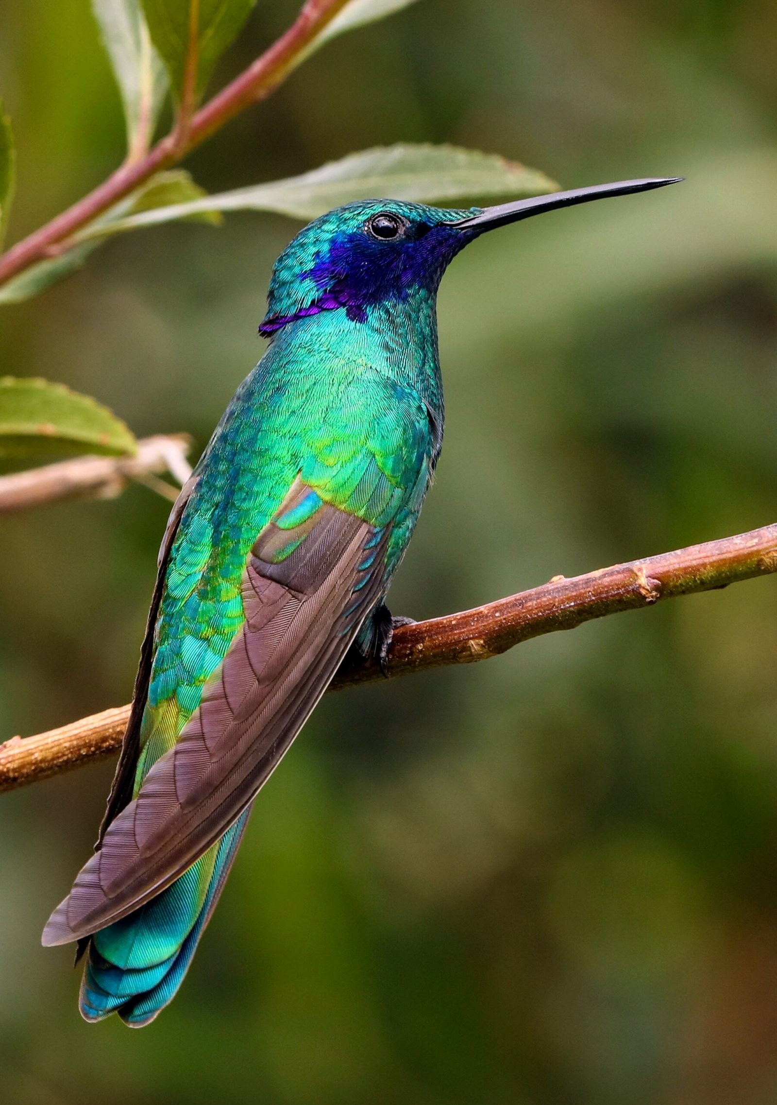 La Energía del Colibrí: Simbología y Significado de su Presencia en el Hogar