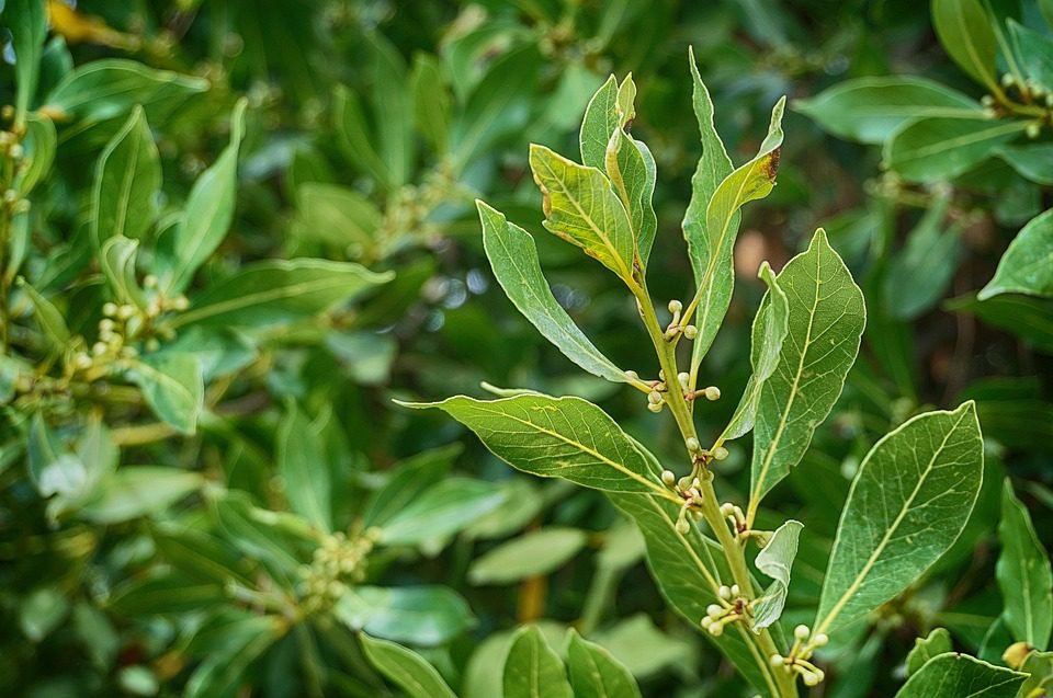 The Laurel Ritual. Methods and Benefits of its Use