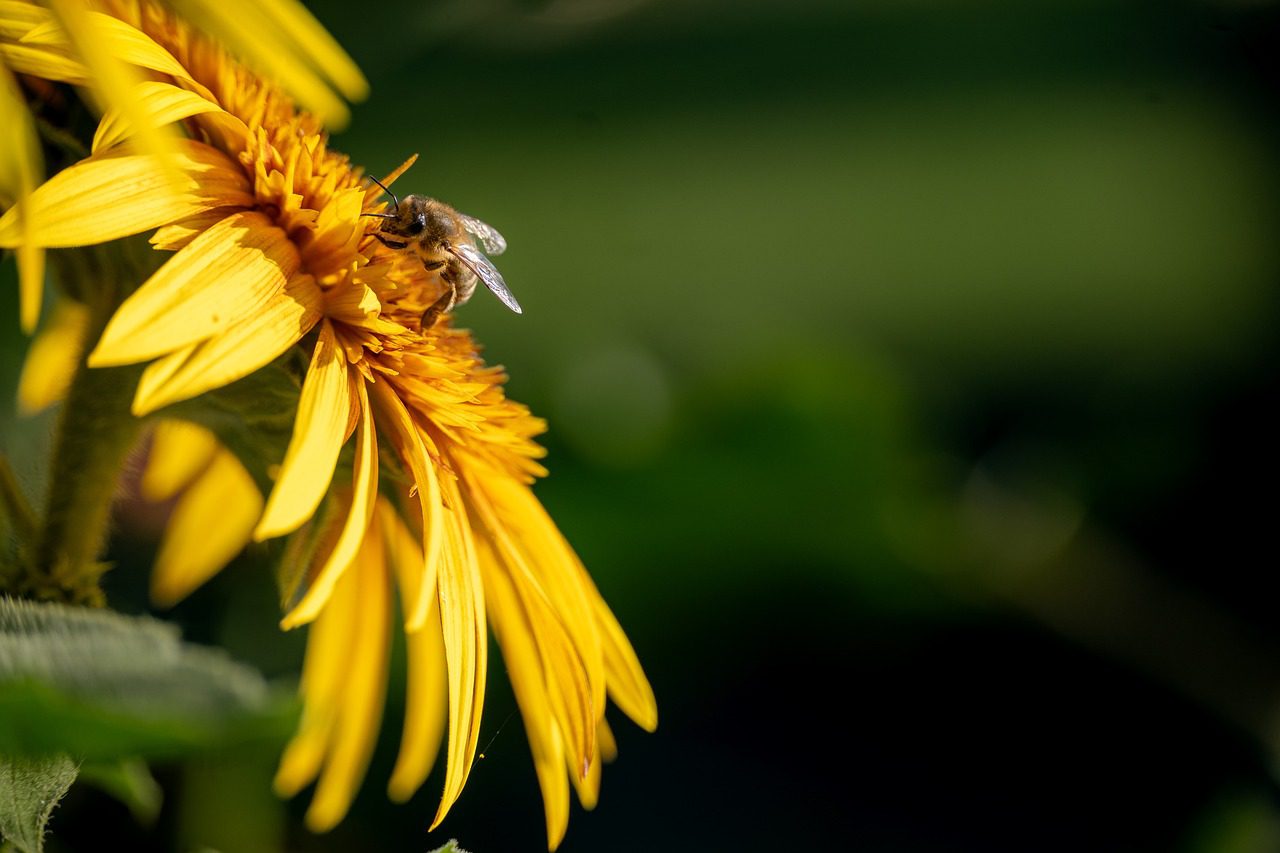 El Ritual del Girasol, Atrae Dinero