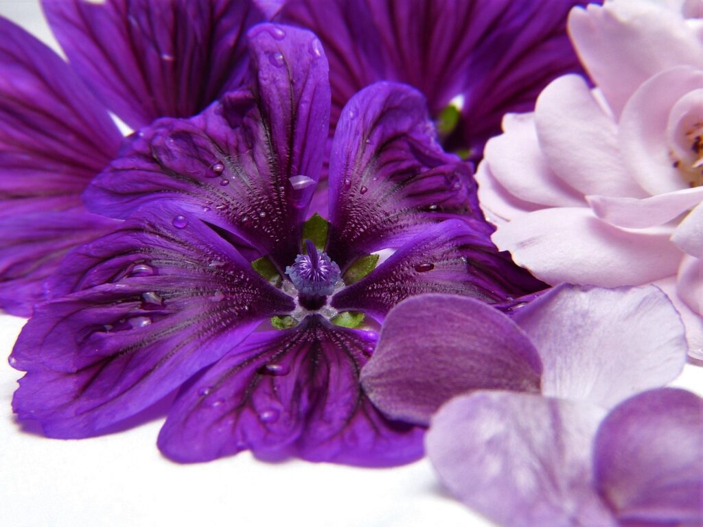 Imagen relacionada con La conexión secreta entre Chakras y Emociones