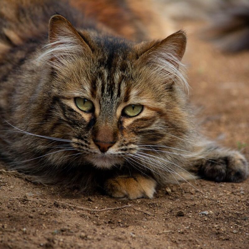 Los GATOS, el animal que armoniza el hogar y el mundo