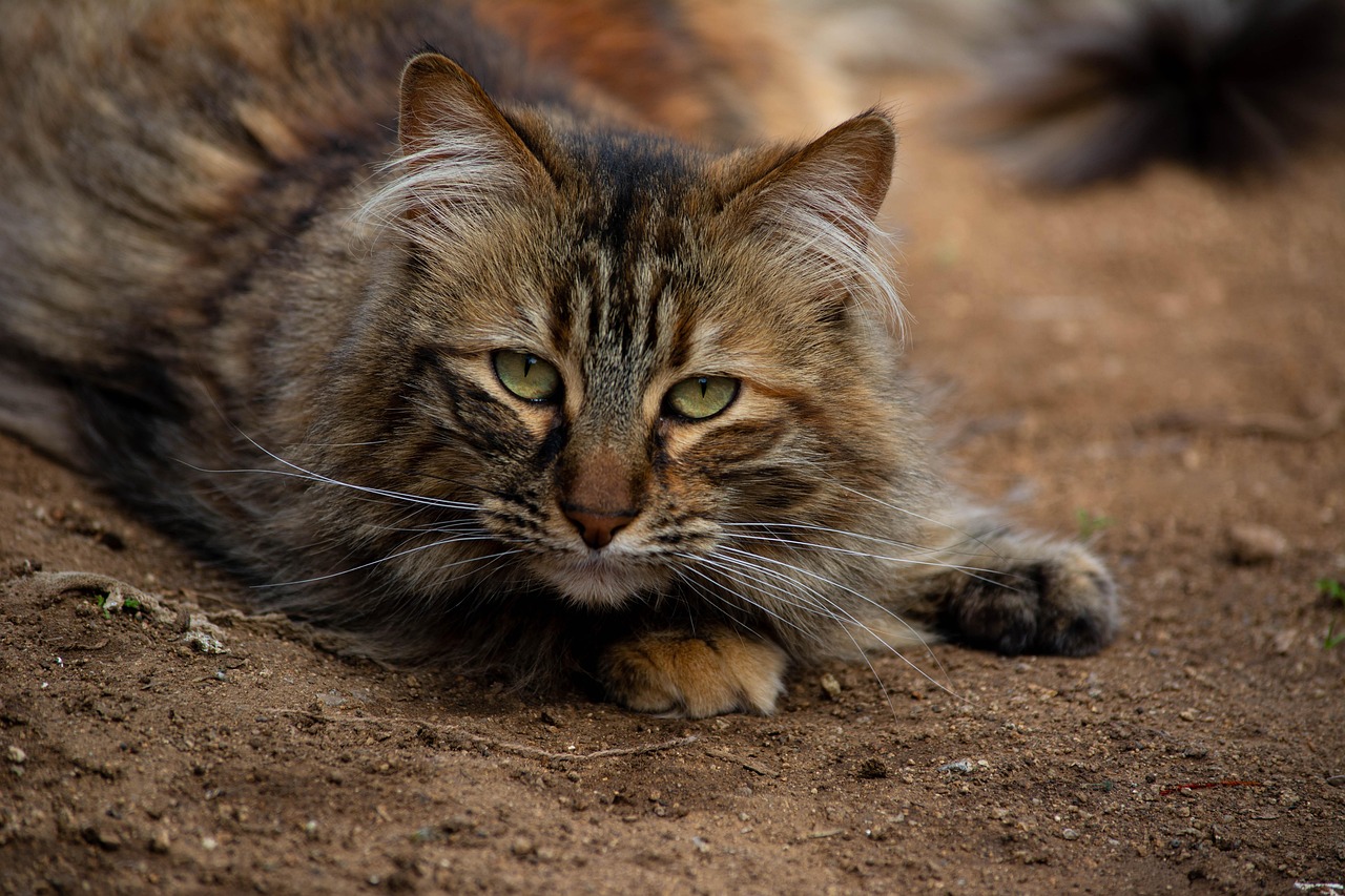 Los GATOS, el animal que armoniza el hogar y el mundo