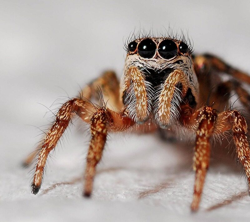 Imagen relacionada con Soñar con arañas: riqueza, poder o miedo oculto