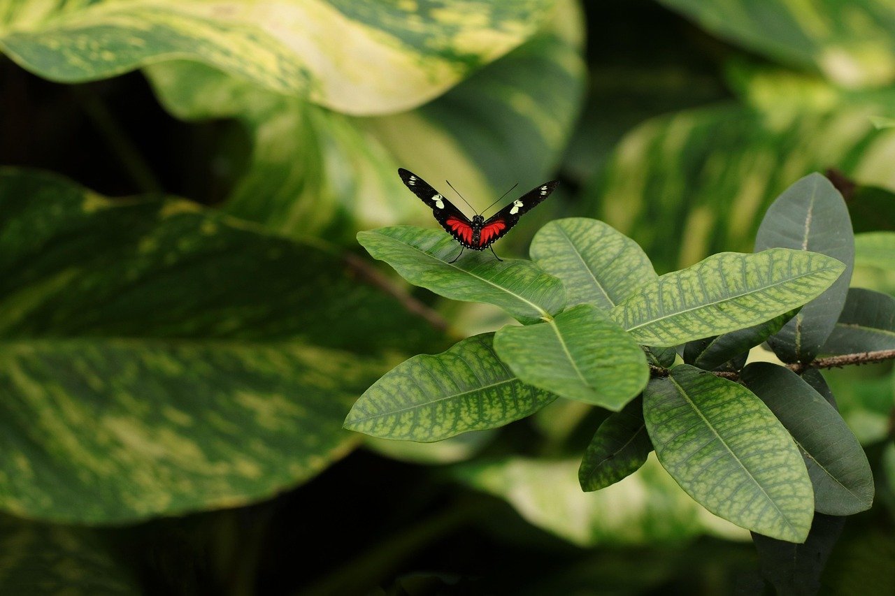 Imagen relacionada con Soñar con mariposas: transformación, belleza efímera, libertad del espíritu