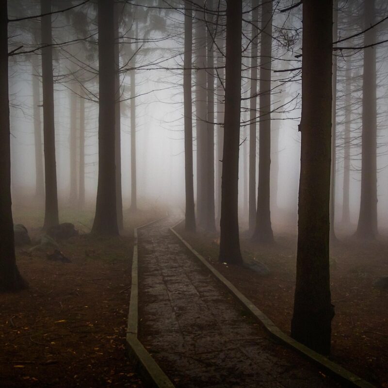 Imagen relacionada con Desprograma el miedo heredado: 3 prácticas psicogenealógicas