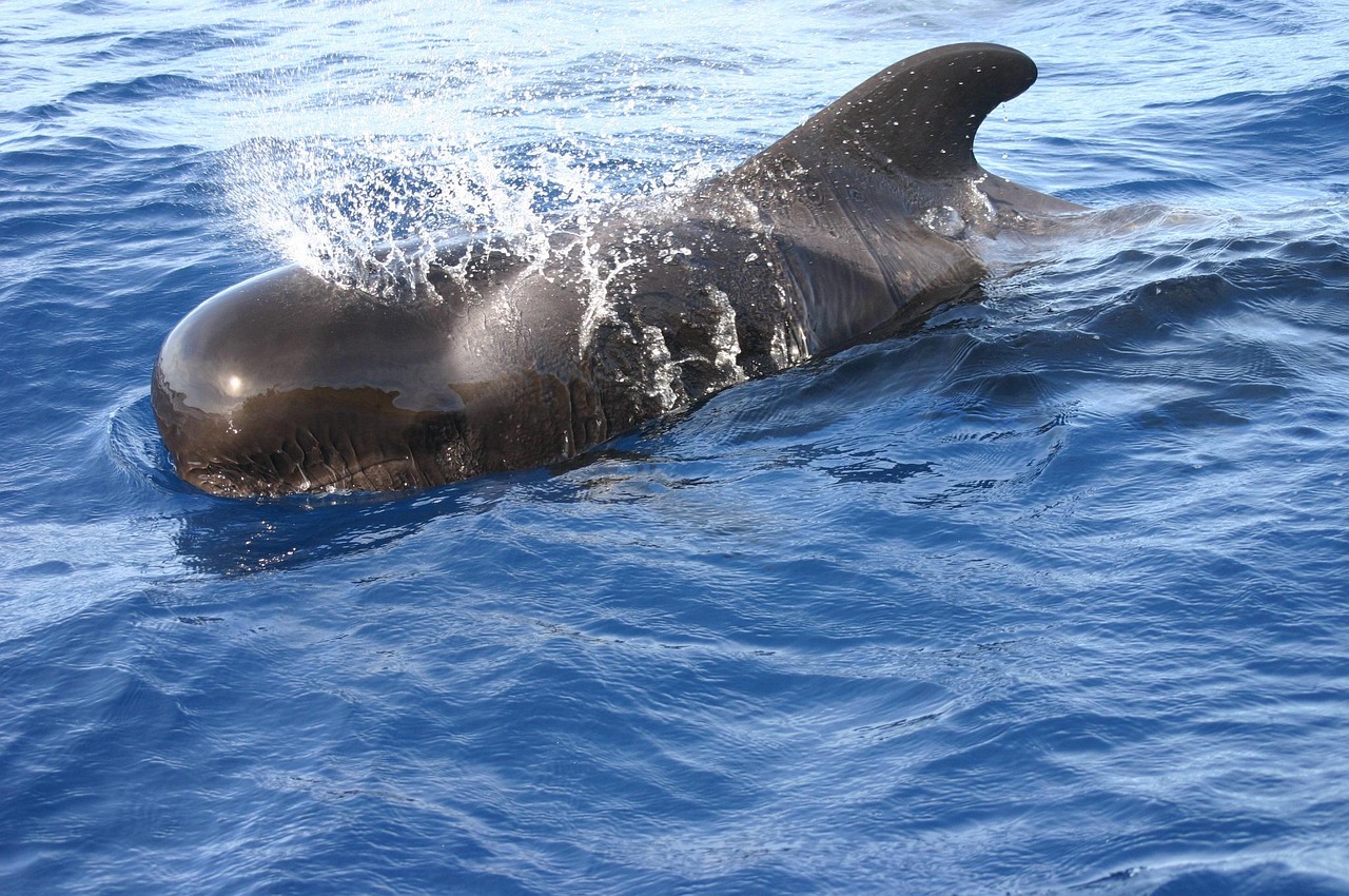 Imagen relacionada con El Silencio de las Ballenas HOY: No Cantan desde las 3:33 AM… y los Oceanógrafos Están Preocupados