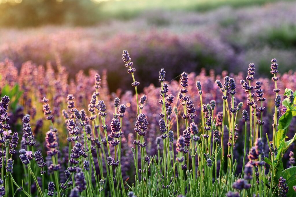 Lavanda: Tiene propiedades antiinflamatorias y antisépticas, además de ser relajante – imagen 2 Imagen relacionada con Lavanda: Tiene propiedades antiinflamatorias y antisépticas, además de ser relajante