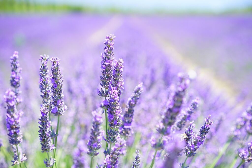 Lavanda: Tiene propiedades antiinflamatorias y antisépticas, además de ser relajante – imagen 3 Imagen relacionada con Lavanda: Tiene propiedades antiinflamatorias y antisépticas, además de ser relajante