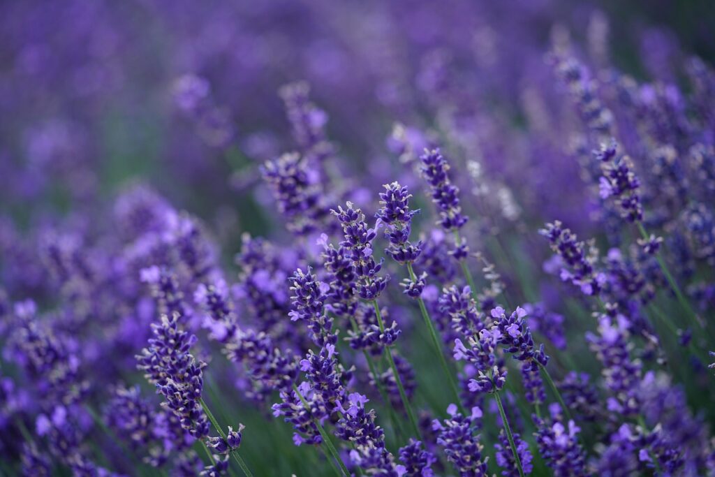Lavanda: Tiene propiedades antiinflamatorias y antisépticas, además de ser relajante – imagen 4 Imagen relacionada con Lavanda: Tiene propiedades antiinflamatorias y antisépticas, además de ser relajante