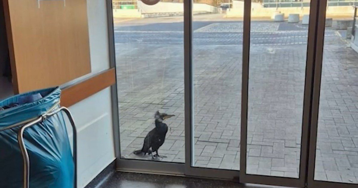 FcOqQf1Yf 1200x630 1