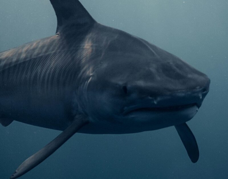 1GsHdV50m 1200x630 1