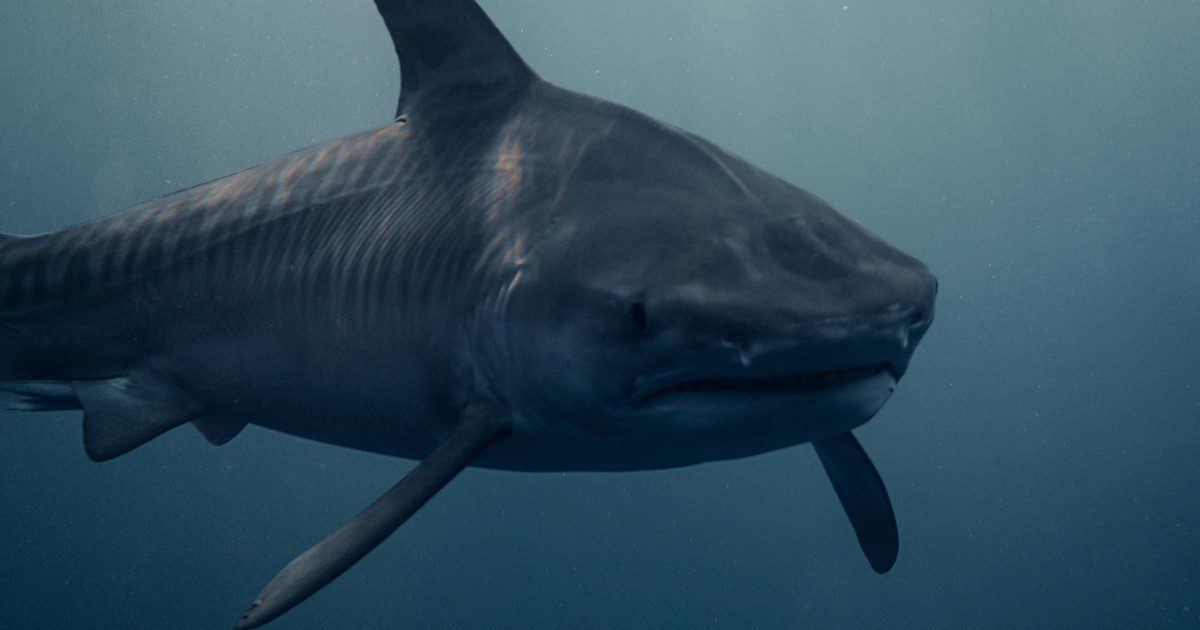 1GsHdV50m 1200x630 1