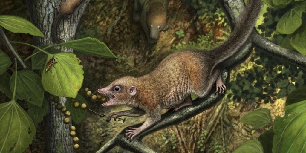 Purgatorius 20260302113503 U67857204252ePv 1024x512@diario abc