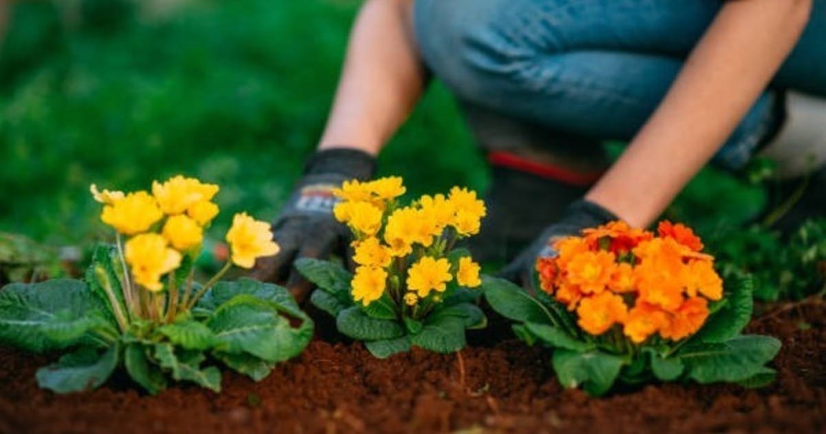 cFvBcPBCC 1200x630 1