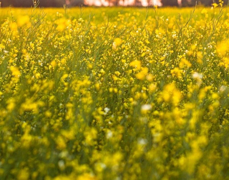 CMSnZ4p6C 1200x630 1