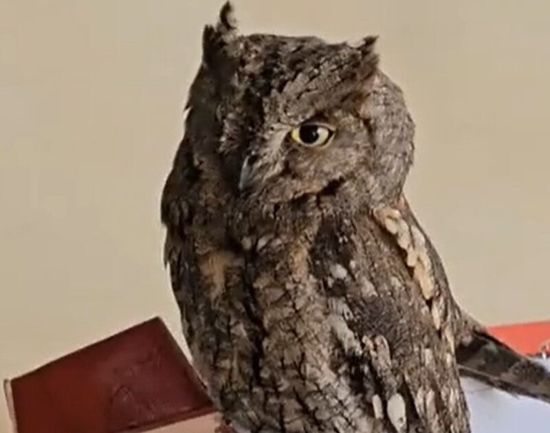 G EoRGb5g 1200x630 1