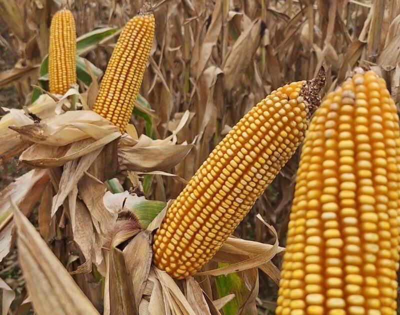 IIgxhkiU0 1200x630 1