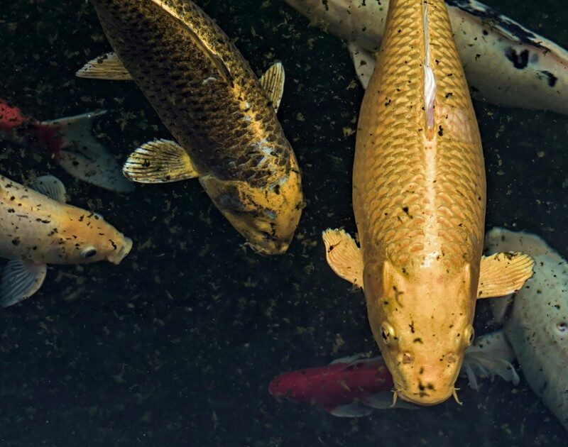 a3G5A hEM 1200x630 1