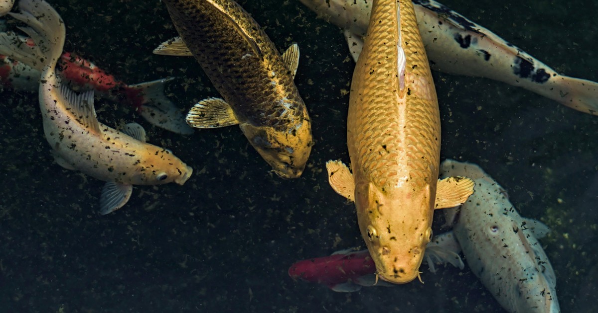 a3G5A hEM 1200x630 1