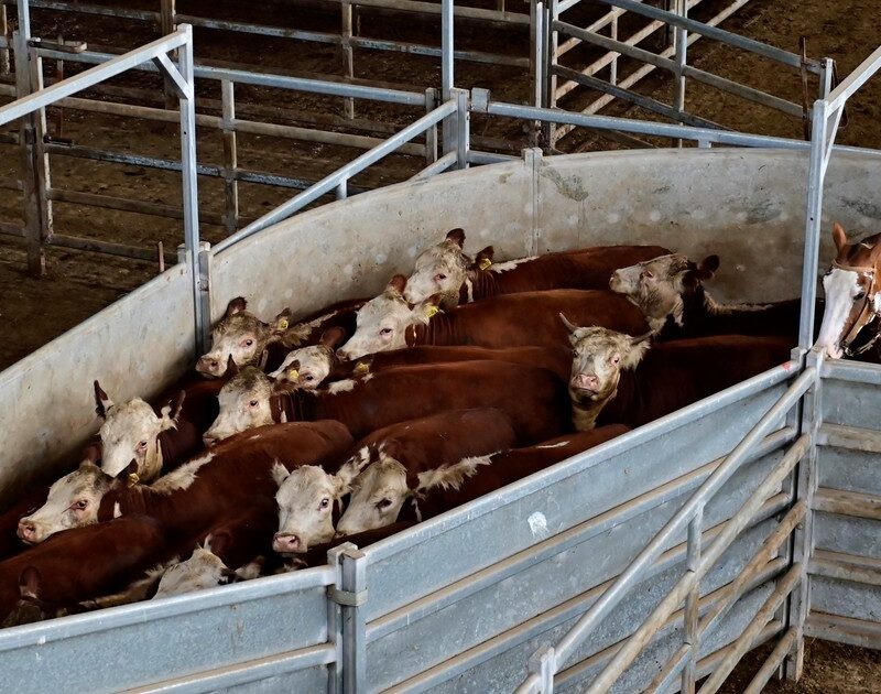 xYNceb94d 1200x630 1