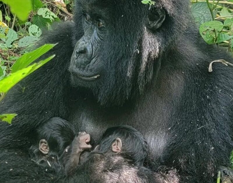 hkJzsHoQM 1200x630 1