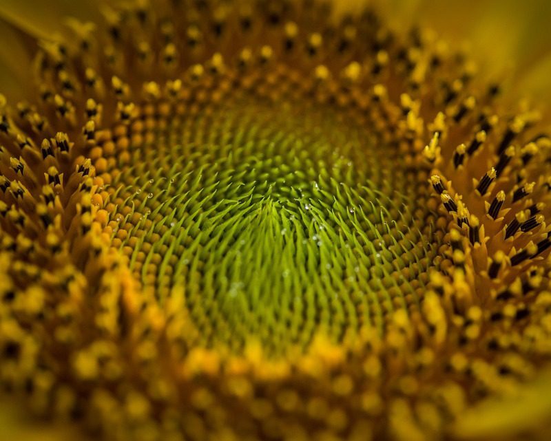 El Ritual del Girasol para Atraer Dinero, DESPABILATE MUNDO!