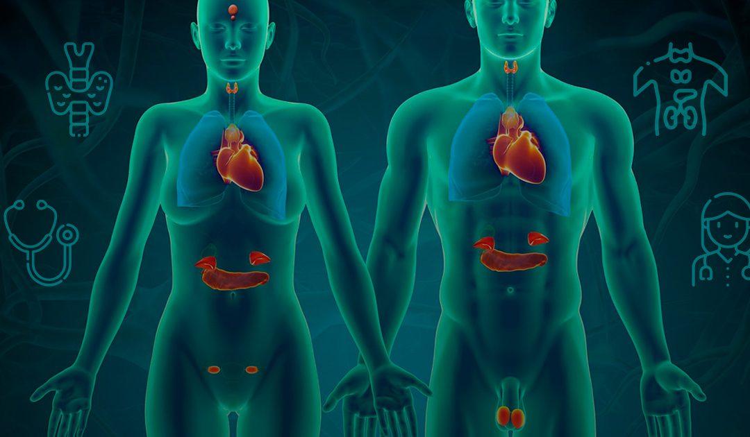 La Relación Entre el Sistema Endocrino y los 7 Chakras La Relación Entre el Sistema Endocrino y los 7 Chakras