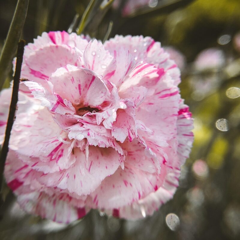 Imagen relacionada con Cómo elevar tu vibración y atraer milagros