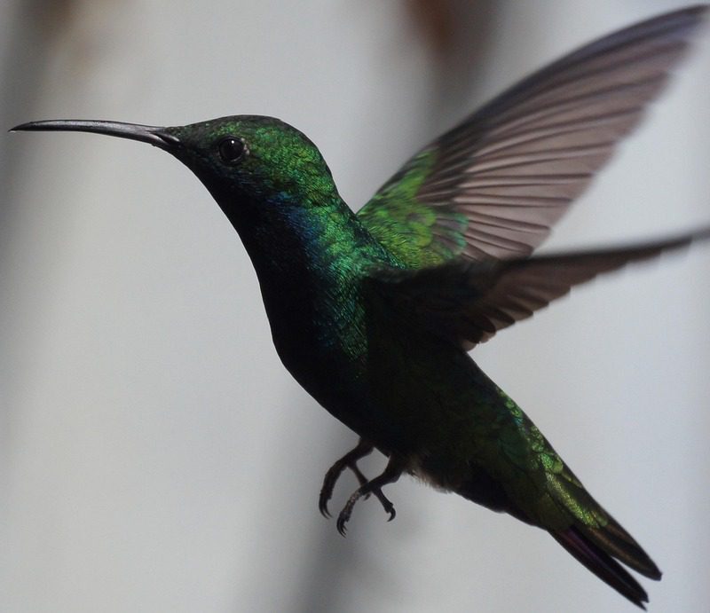 Imagen relacionada con El significado del COLOBRI, cuando aparece nos dice algo...