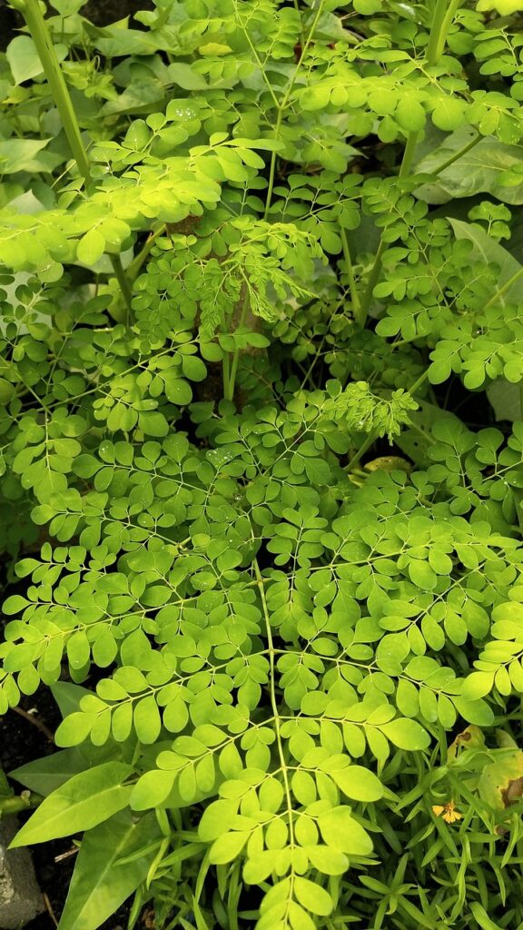 Moringa: Se considera un superalimento por su alto contenido de nutrientes – imagen 2 Imagen relacionada con Moringa: Se considera un superalimento por su alto contenido de nutrientes