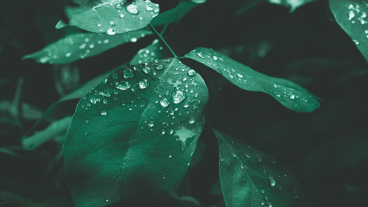 Ruda, la Hierba Protectora: Usos, Propiedades y Precauciones – imagen 1 Imagen relacionada con Ruda, la Hierba Protectora: Usos, Propiedades y Precauciones