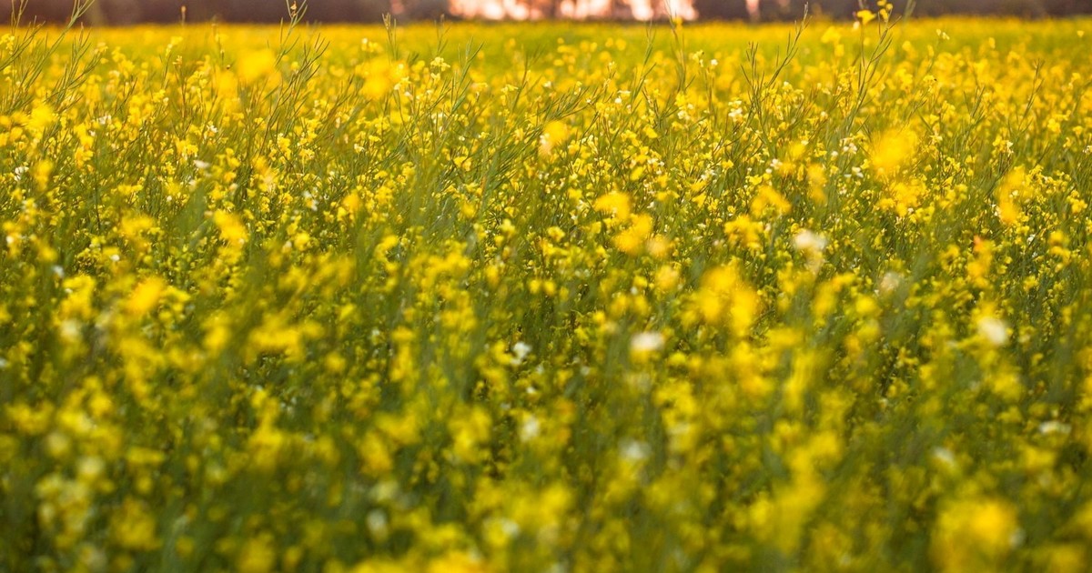 CMSnZ4p6C 1200x630 1