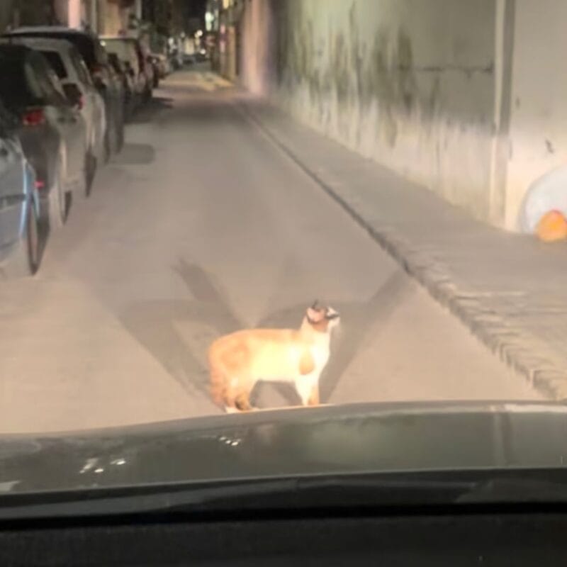 WhatsApp20Image202026 03 2020at2016.57.07